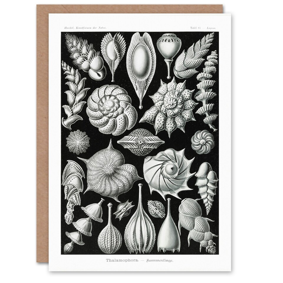 image 1 of Ernst Haeckel Art Card Thalamophora Forams Shells