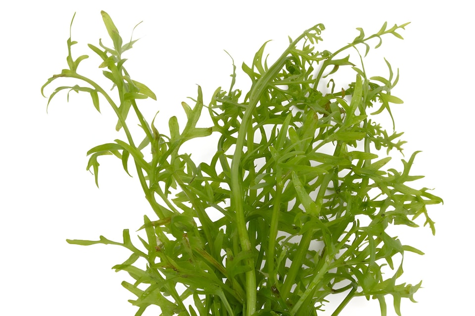 image 1 of Water Sprite (Ceratopteris thalictroides) - Live Aquarium Plant for Background Planting, Low Light - Fish Tank Plant