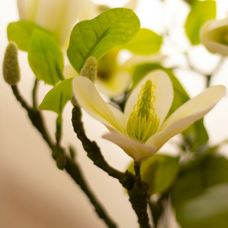 image 1 of 70Cm Tabletop Real Touch Magnolia Tree Cream