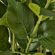 image 3 of Large Hydrangea Plant in Pot - Plastic - L63 x W63 x H79 cm - White
