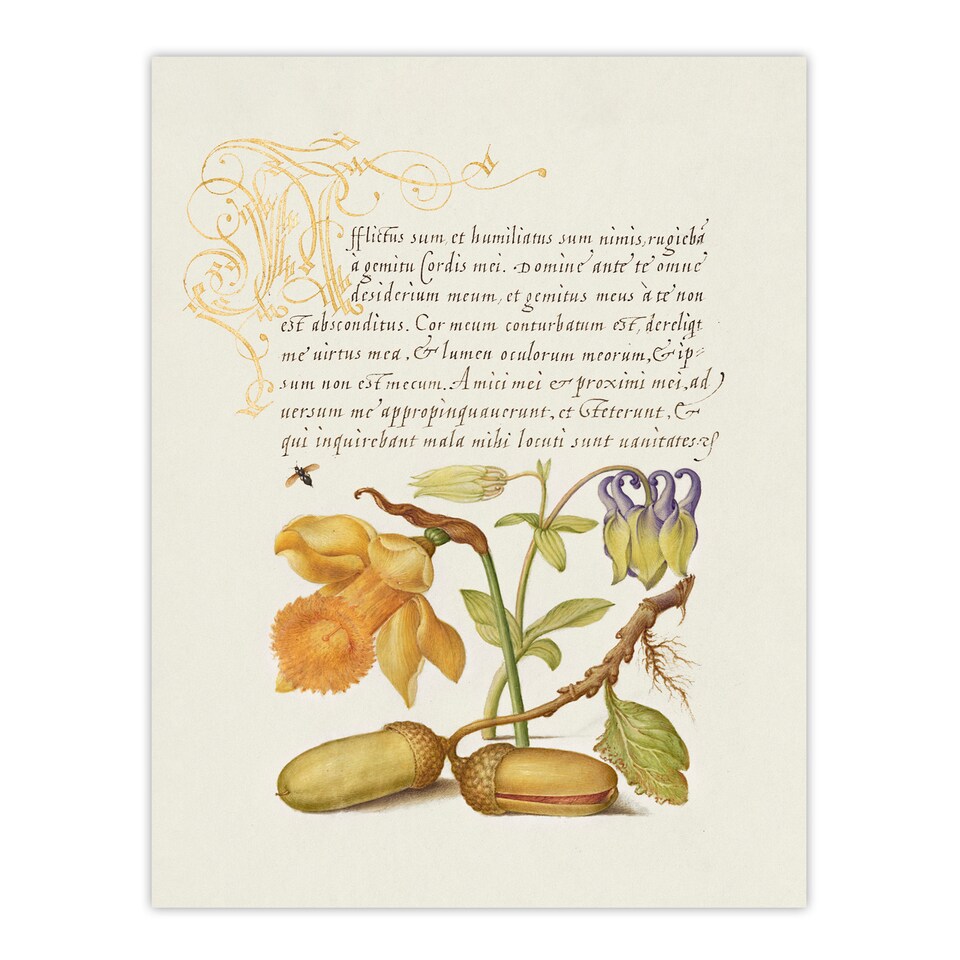 image 1 of Model Book of Calligraphy Framed Wall Art Daffodil Flower and Oak Acorns