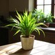 image 2 of Gold Antique Wash Zinc Planter - (H16 x W19cm) Gold