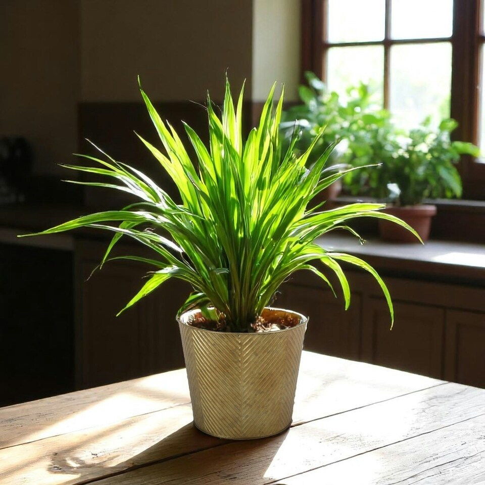 image 1 of Gold Antique Wash Zinc Planter - (H16 x W19cm) Gold