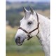 image 2 of Blenheim Ragley Leather Horse Headcollar - Havana - Cob