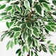 image 3 of Artificial Ficus Tree Realistic Extra Large 5ft Botanik | Green | 5ft