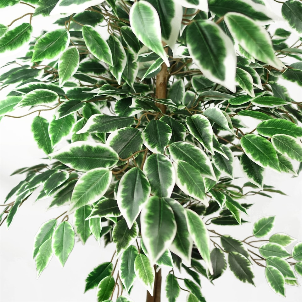 image 1 of Artificial Ficus Tree Realistic Extra Large 5ft Botanik | Green | 5ft