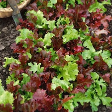Marshalls Garden 1500 seeds