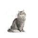 image 3 of Royal Canin Cat Sensible 33 10KG