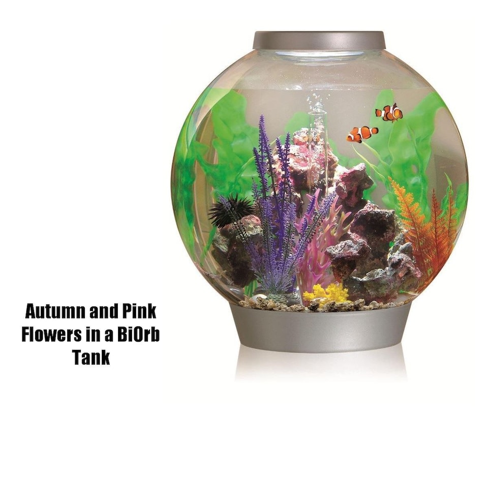 image 1 of Biorb Aquatic Autumn Fern Medium 2pack