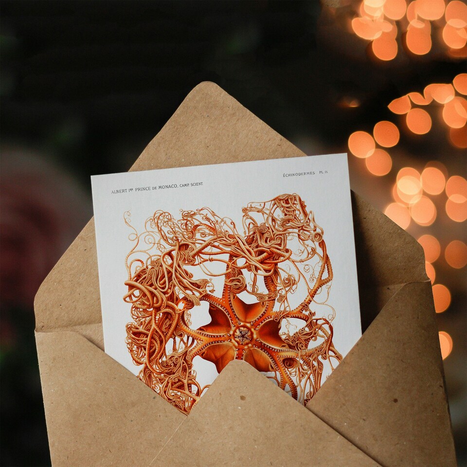 image 1 of Vintage Marine Life Art Card Deep Sea Basket Star Starfish