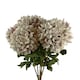 image 1 of Pack of 6 x 75cm Extra Large Reflex Chrysanthemum - Mushroom