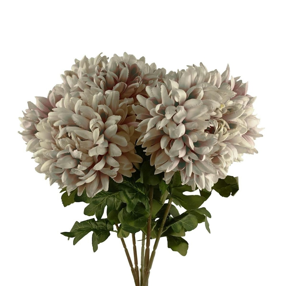 image 1 of Pack of 6 x 75cm Extra Large Reflex Chrysanthemum - Mushroom