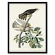 image 1 of Birds of America Pigeon Hawk Audubon Nature Framed Wall Art Print 12X16"