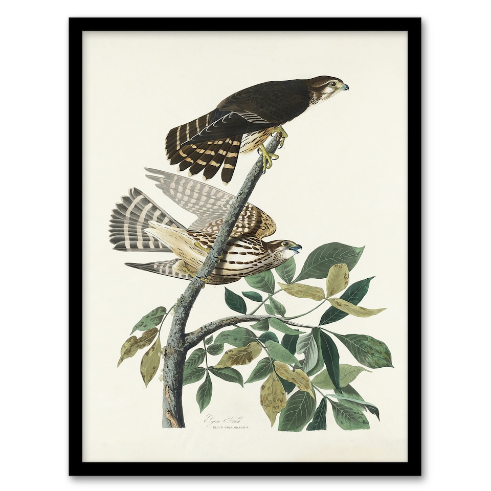 image 1 of Birds of America Pigeon Hawk Audubon Nature Framed Wall Art Print 12X16"