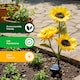 image 6 of Gardenwize Sunflower Solar Stake Lights with 3 Sunflower Heads