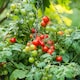 image 2 of Tomato (Cherry) Bitonto F1