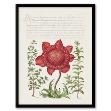 Poppy Anemone and Myrtle Calligraphy Framed Wall Art Print 12X16"