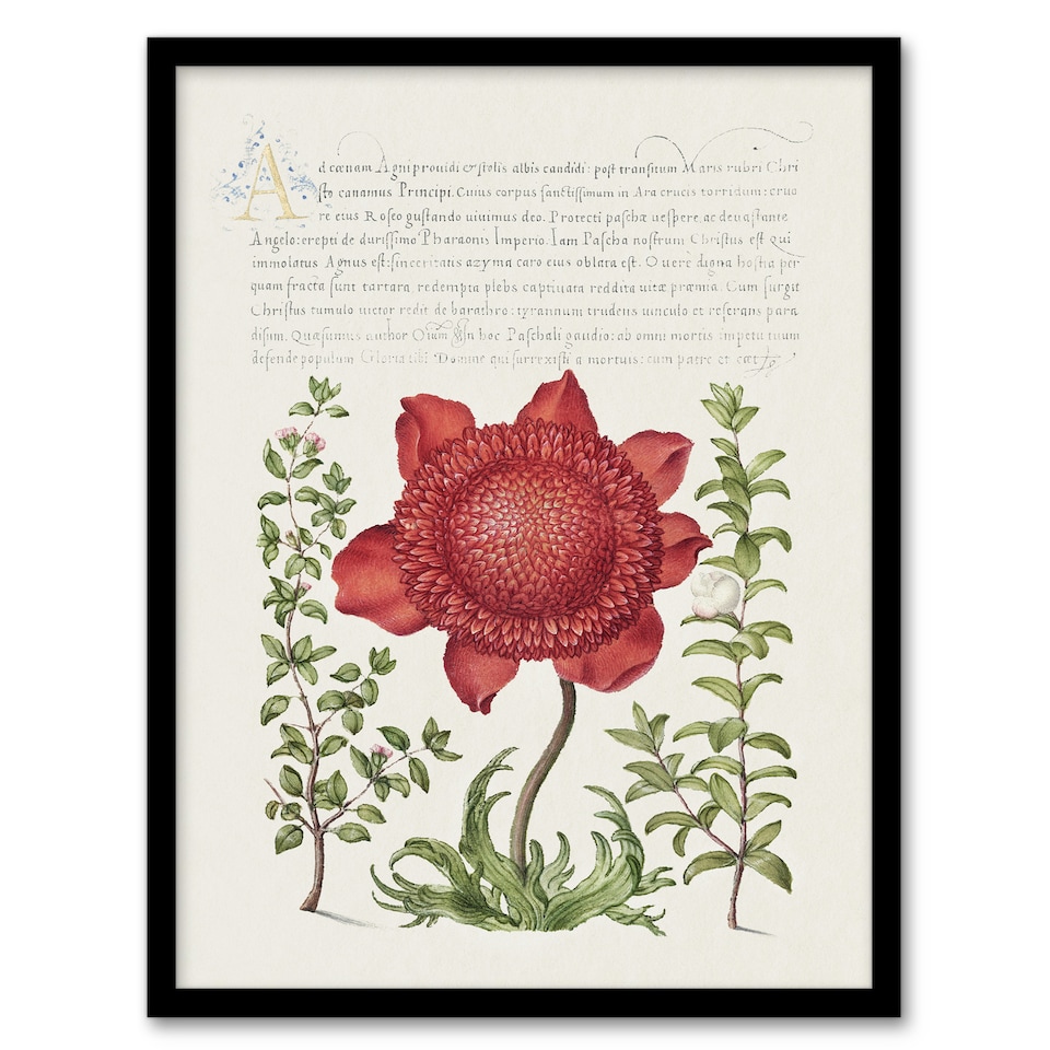 image 1 of Poppy Anemone and Myrtle Calligraphy Framed Wall Art Print 12X16"