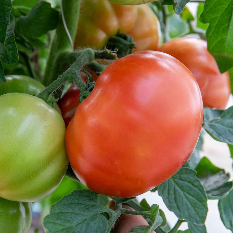 image 1 of Marshalls Garden Super Marmande Tomato Seeds - 55 seeds