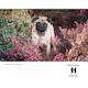 image 4 of Pugs Desk Calendar 2026, Desk Calendars, Day To View, Dogs, Gift