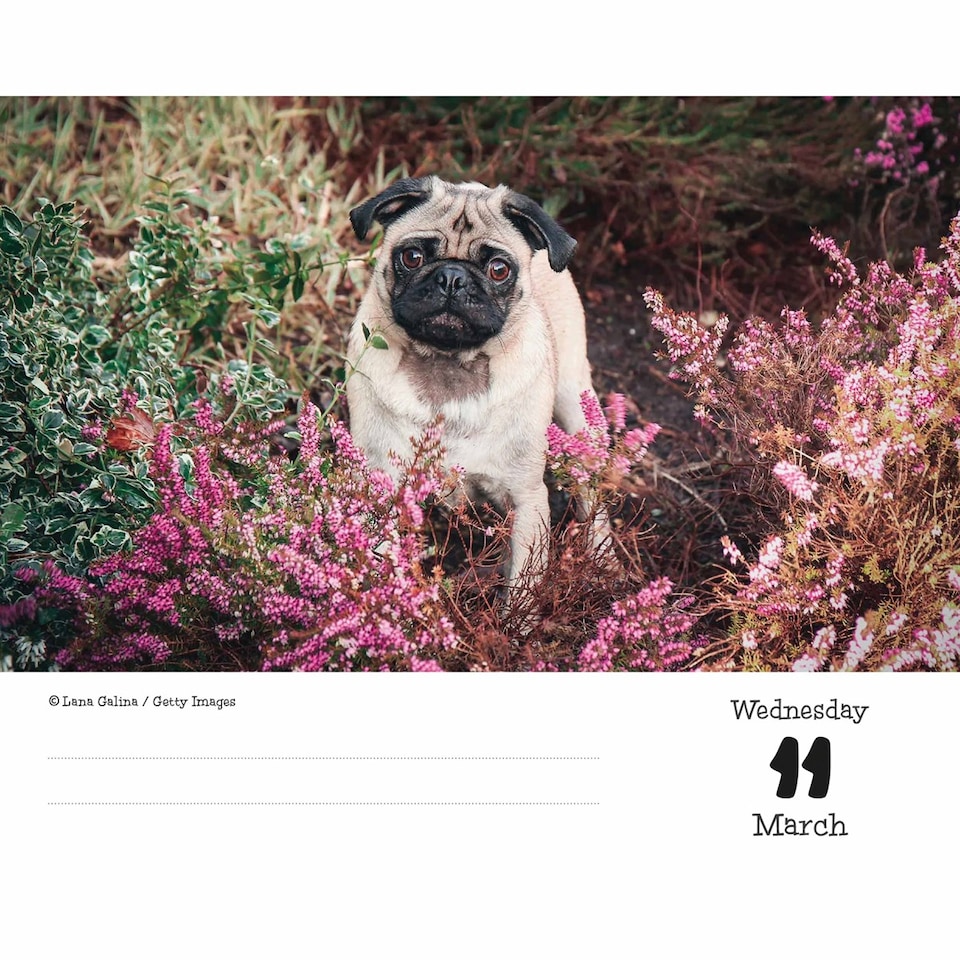 image 1 of Pugs Desk Calendar 2026, Desk Calendars, Day To View, Dogs, Gift