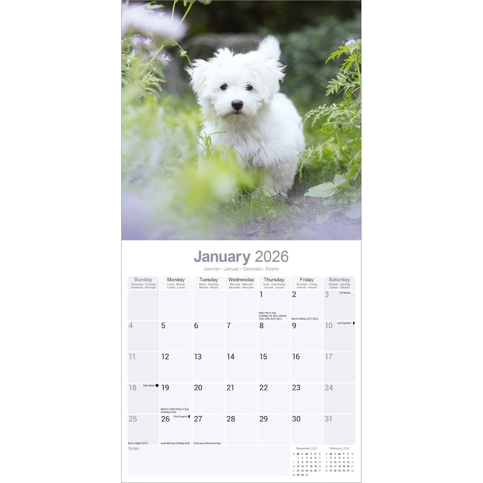 image 1 of Maltese 2026 Calendar | Square Wall Calendar | Dog Breed Gift | Plastic Free Packaging | by Avonside Publishing