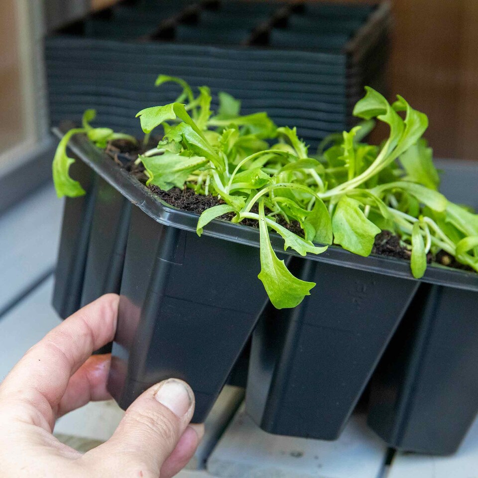 image 1 of Marshalls Garden 12 x 9-Cell Deep Seed Trays - UV-Resistant, Labeled, Fits Propagator