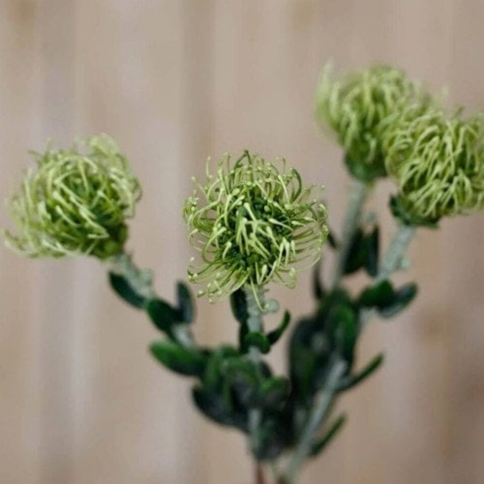 image 1 of Hill Interiors Pincushion Protea Spray Artificial Flower - Green - One Size