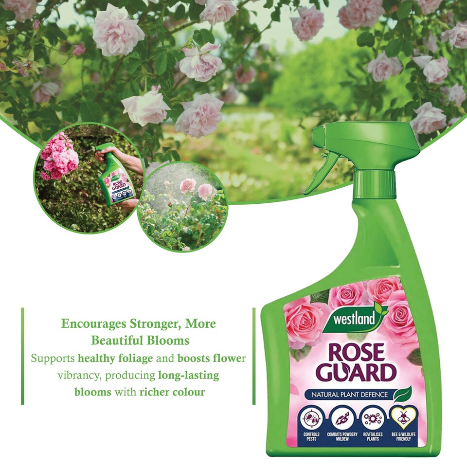 image 1 of Westland Rose Guard RTU 800ml Spray for Healthy Leaves Vibrant Colour Disease Protection and Stronger Blooms for Roses