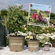 image 5 of Marshalls Garden Buddleja 'Butterfly Candy Little Pink' 3 x 9cm