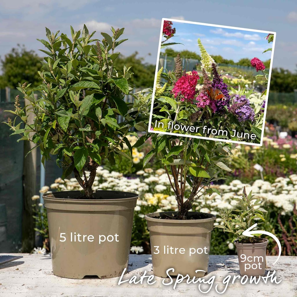 image 1 of Marshalls Garden Buddleja 'Butterfly Candy Little Pink' 3 x 9cm
