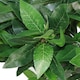 image 3 of Pair of 120cm (4ft) Twist Natural Artificial Topiary Bay Laurel Ball Trees | Green | 4ft