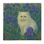 Irises Persian Cat