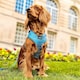 image 5 of Pawfect Waves - Lead