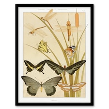 Maurice Pillard Verneuil Framed Wall Art Butterflies and Dragonflies Home Décor