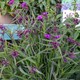image 1 of Marshalls Garden Tradescantia 'JS Brainstorm' 2L | Purple | Deep Purple | 2L Plants