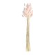 image 1 of Baby Pink Bunny Tail Grass - Pack of 20