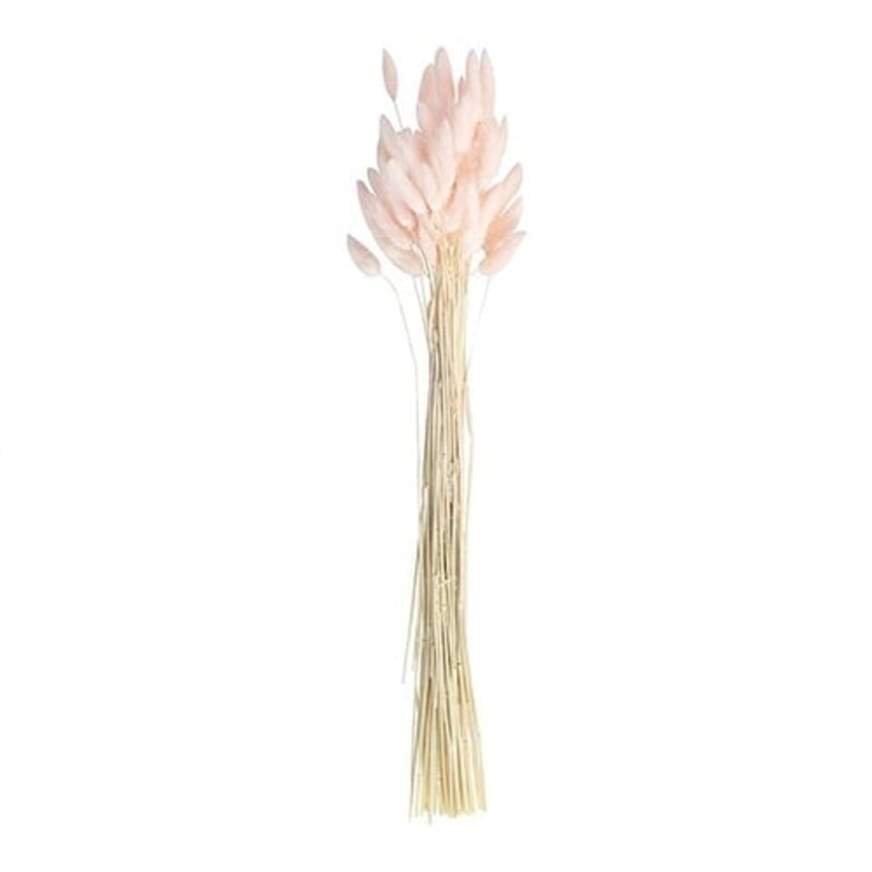 image 1 of Baby Pink Bunny Tail Grass - Pack of 20