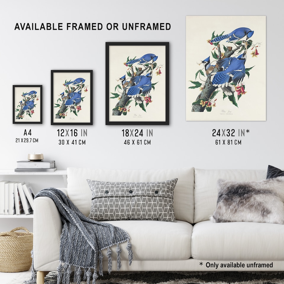 image 1 of Blue Jay and Trumpet Flowers Audubon Nature Wall Art Poster Print 12X16"