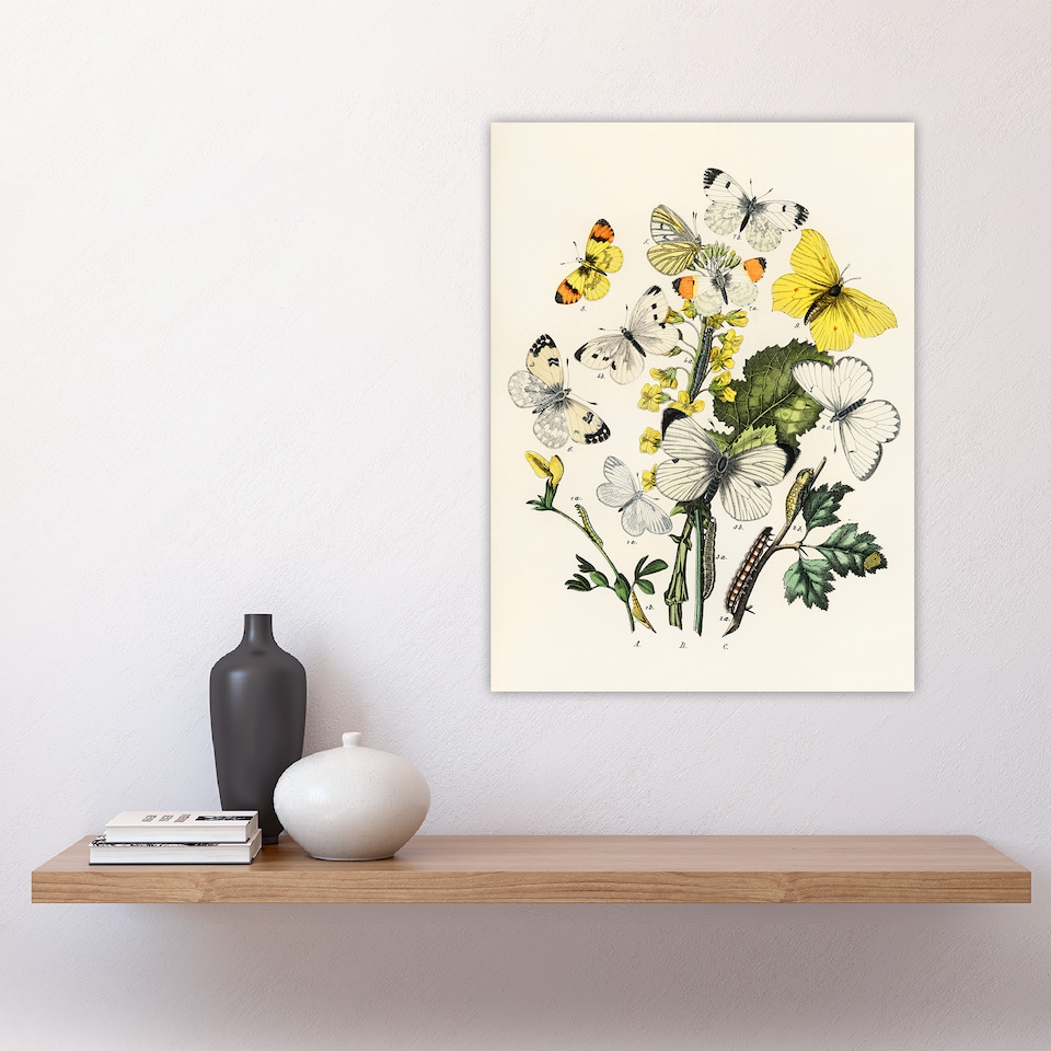 image 1 of Caterpillars and Butterflies Kirby Vintage Huge Wall Art Print 18X24 In