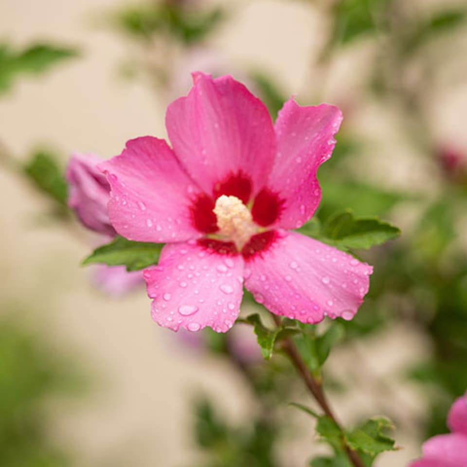 image 1 of Hibiscus Woodbridge 3L pot award winning shrub