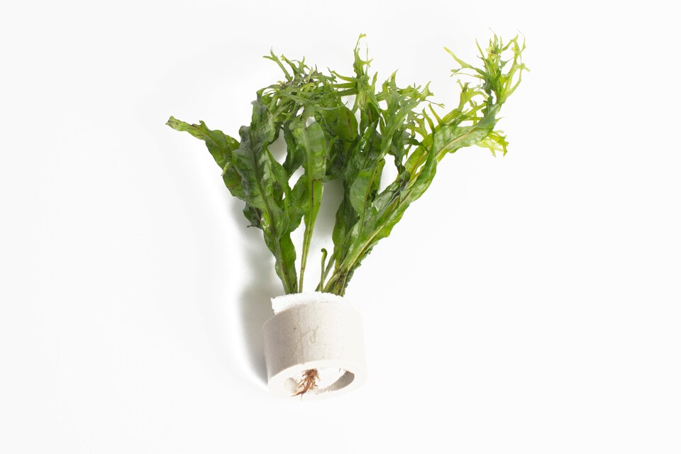image 1 of Windelov Java Fern (Microsorum pteropus 'Windelov') - Live Aquarium Plant for Midground Planting - Fish Tank Plant