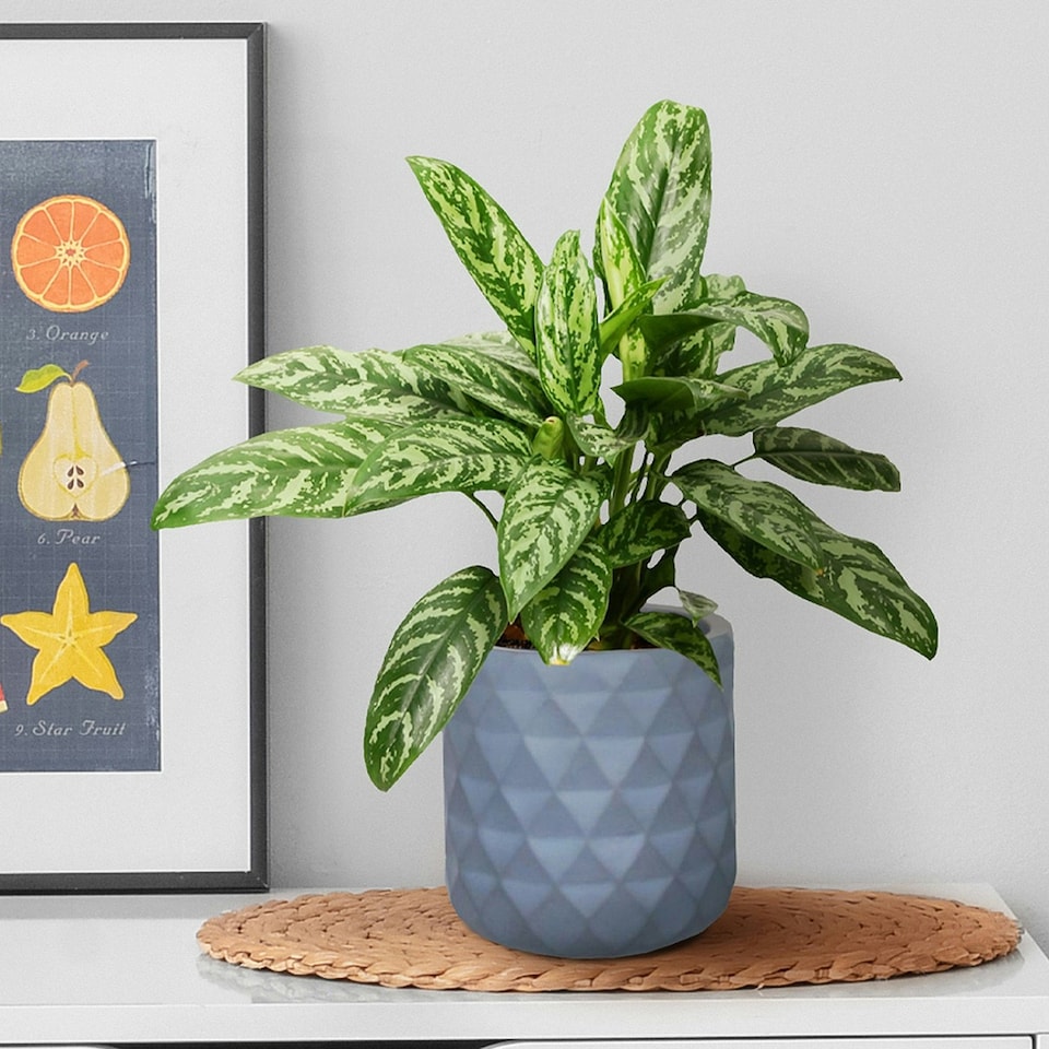image 1 of Diamond Style Grey Cylinder Round Plant Pot also can be used as Hanging Planter Indoor D17.5 H17.5 cm, 4.2 ltrs Cap.