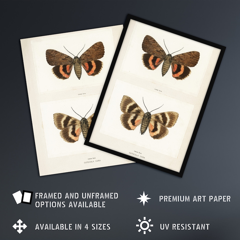 image 1 of Darling Underwing Moth Illustration Denton Huge Wall Art Print 18X24 In