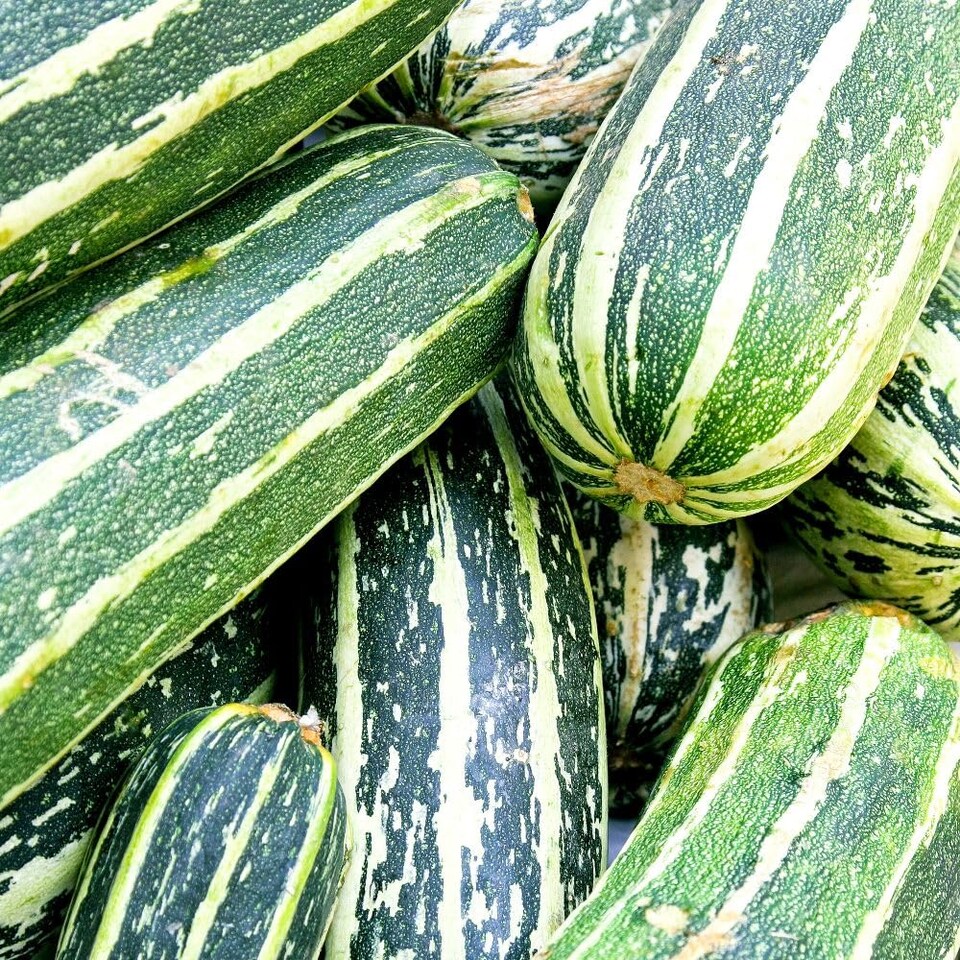 image 1 of Thompson & Morgan Courgette/Marrow Tiger Cross - Early Bush Green Striped Mosaic Resistant 1x Seed Packet