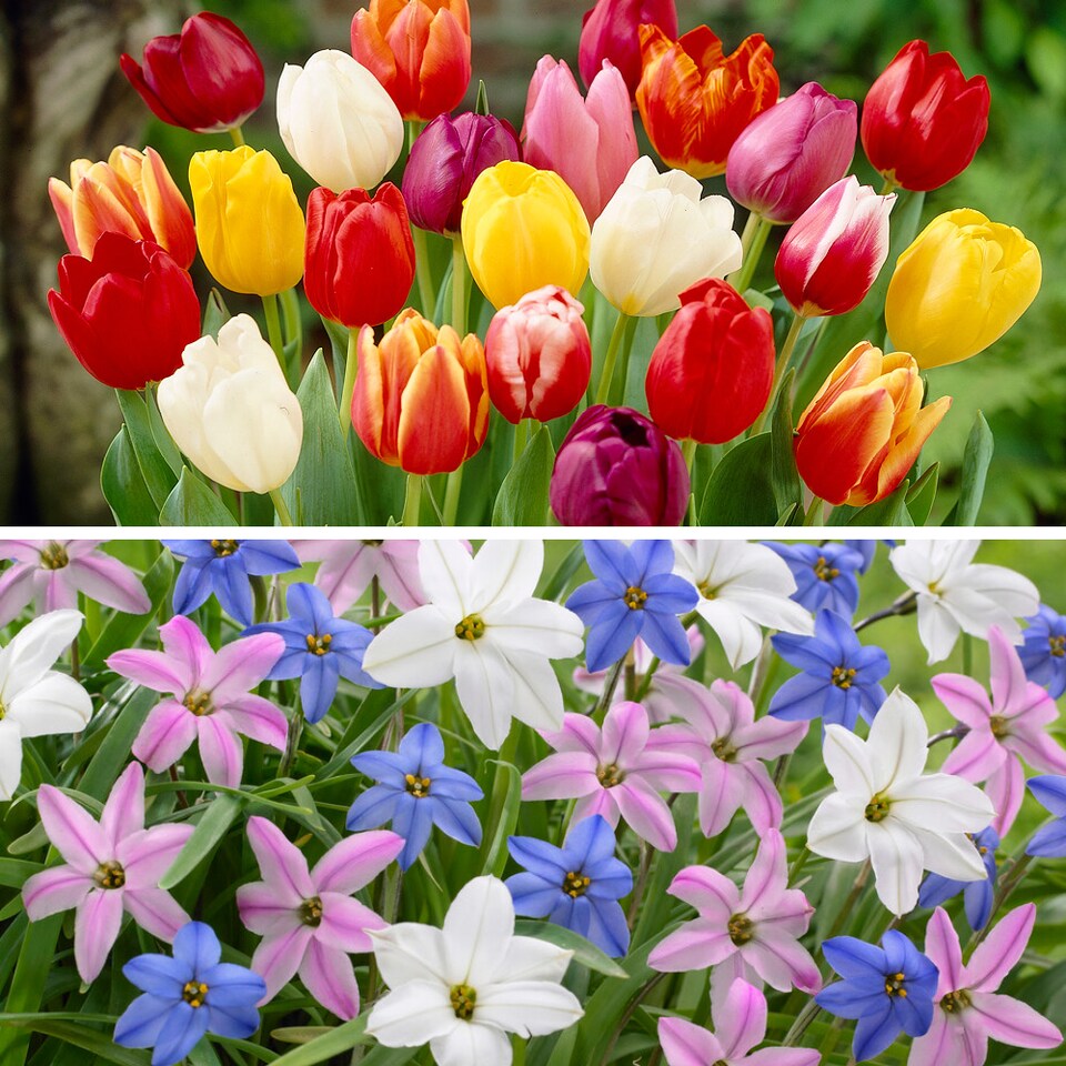 image 1 of YouGarden 300 Spring Flowering Bulb Mixed Pack, 300 Bulbs, 7 Varieties, Bulk Buy Collection, Ready for Autumn Planting