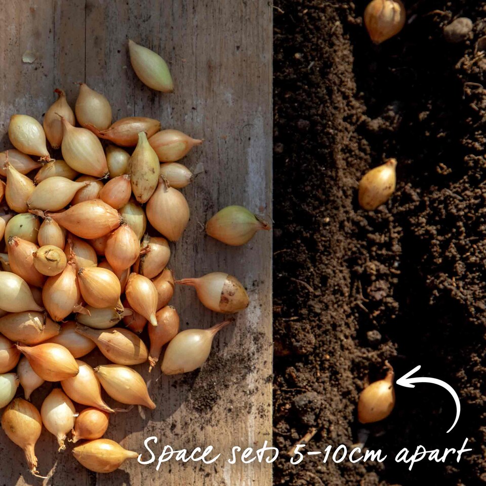 image 1 of Autumn planting onion sets - Red and White mix (approx. 65–75 sets)