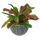 image 2 of 40cm Artificial Codiaeum Multicoloured House Plant