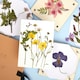 image 5 of RHS Flower Press Kit, Multicoloured, Single Craft Kit