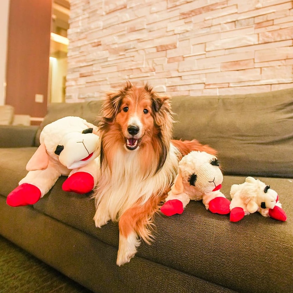 image 1 of Lambchop Ultra Plush Dog Toy with Squeaker Small | White | Size?: Small